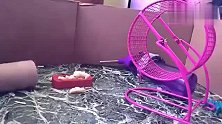 八倍速度下的仓鼠，看看仓鼠一天的生活是如何度过！