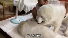 大白熊犬150多斤了，还在主人面前撒娇，女主都看不下去了