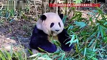 大熊猫花花和叶活动场地遭游客故意扔米粒，成都熊猫基地回应