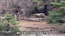 自驾游客四川甘孜路边发现受伤雪豹，左眼充血肿胀，状态虚弱，当地回应