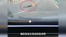 自驾游客四川甘孜路边发现受伤雪豹，左眼充血肿胀，状态虚弱，当地回应