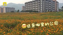 2万株格桑花就在主城！高校成花海