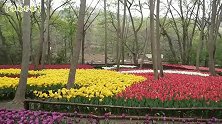 四月郁金香园，五彩缤纷
