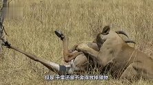 狮子捕杀大羚羊，下一秒羊暴怒，“连环脚”踢得狮子落荒而逃！