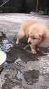 狗子：喝个水顺带洗洗脚！
