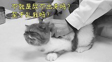 猫咪不排尿，竟要送上手术台，引起大家注意啊