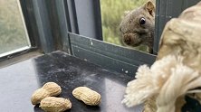 浙江杭州：小松鼠天天来家里“打卡” 业主窗台放坚果招待
