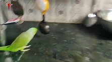 当你的鹦鹉过了6岁会怎么样，简直就成了你家的成员之一了