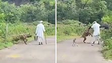 印度：惊险！一只鬣狗从路旁窜出袭击过路老人