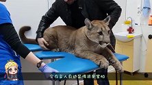 四仰八叉躺在地上的大猫：我应该是只废猫没错了