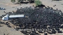 野牛将送水车团团围住，本以为凶多吉少，下一秒意外发生