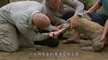 被科莫多巨蜥咬一口，会有怎样的后果看完让人不敢相信