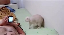 音乐一响猫咪就严肃的坐着，网友：一只有信仰的猫