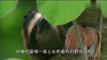 动作迟缓的树懒，是怎么在自然界生存下来的呢？为什么没有灭绝呢