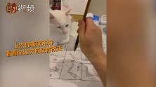认字的猫？主人在纸上写“吃猫肉” 猫咪一番举动主人傻眼