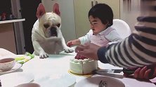 小宝宝过生日，却把狗子给急坏了，直直盯着蛋糕，就差流口水了