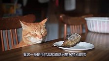 猫咪得了厌食症，连最爱的鱼都不吃了，主人一天到晚愁死了