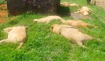 南非8头狮子遭盗猎肢解做“魔药”加上幼崽共16只死亡