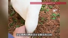 两狗一猫带走了，两只鸭实在塞不下：女子把宠物鸭放公园10天，结局亮了