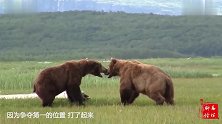 实拍交配季节2只公熊大战，谁赢谁就能有老婆
