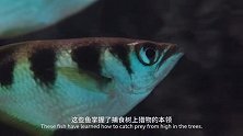 印度尼西亚的这种鱼，会通过向空中射水箭，捕获食物