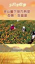 万寿菊开出致富花，群众丰收展笑颜！丰收季 乡约丰收季 我要当家乡红人甘肃站
