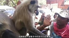 印度三哥给猴子喂食，下一秒竟一巴掌拍向猴子，猴子当场懵了