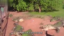 这鳄鱼太饿了，一口就咬掉了另一只鳄鱼的脚掌