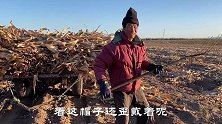内蒙天气转凉速度快，四哥四嫂穿上棉袄去收秋，真的是粒粒皆辛苦