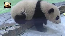 熊猫宝宝走个猫步戏真多，呆萌的小眼神儿实在太可爱了