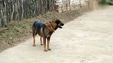 没人管的狗狗出来觅食，没想到遇到了大狼狗。