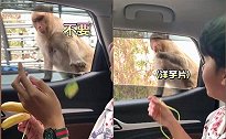 笑翻！猴子讨食物还任性挑食 网友：超像我家小孩