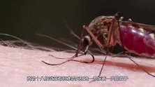 以色列制造“灭蚊神器”，激光制导精准打击，蚊子一打一个准！