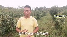 山茶油价格不断上涨，小伙投资80万种油茶果树，他能赚到钱吗？
