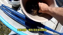 苏格兰渔民捕捞欧洲梭子蟹天鹅绒蟹，烤熟用铁钳钢刀扒肉下饭！