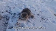 东北零下26度，小狗被人遗弃前腿“冻折”了，太可怜了