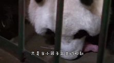 熊猫第一次当妈，整日“生无可恋”的表情，熊猫：救救我吧！