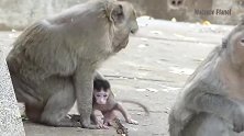 孤儿马丁和奶奶相依为命，马丁为了得到牛奶，也是一只倔小猴！