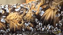 全球最贵的海鲜之一，一斤将近1万元，渔民：挣钱也不想打捞