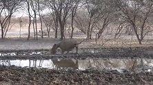 狮子在水源处伏击捕猎，一只羚羊不幸中招
