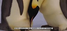 小企鹅钻到爸爸的育儿袋里取暖，下一秒憋住别笑，镜头拍下全过程