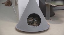 睡在小窝的猫咪，这懒洋洋的姿势，真是可爱极了！
