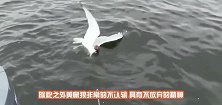 三更半夜，老鹰正在孵蛋，一只黄鼠狼偷偷摸摸地登门拜访