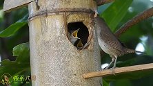 喜欢看鸟儿育雏吗？几只小鸟挤在小洞口盼望着鸟妈妈回来那种