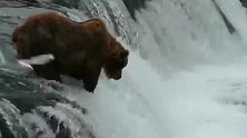 棕熊会抓鱼，原来是真的