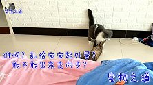 新来的小猫撩闲原住猫，撩完这只撩那只，还想跟主人比划，太逗了