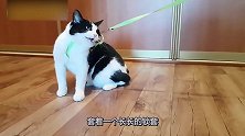 猫咪不愿意带牵引绳，被主人在地上拖着走，画面十分搞笑！