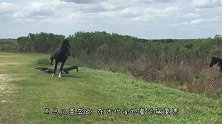 暴躁的“汗血宝马”——河马，连拉个粑粑都非同凡响