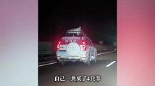 宁C车主挂横幅一路显摆，“我有宁夏滩羊回东北，你有吗？”网友：这波嘚瑟我给满分