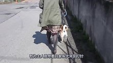 主人带柴犬去打针，柴犬一到宠物医院竟然立马怂了！画面超级搞笑